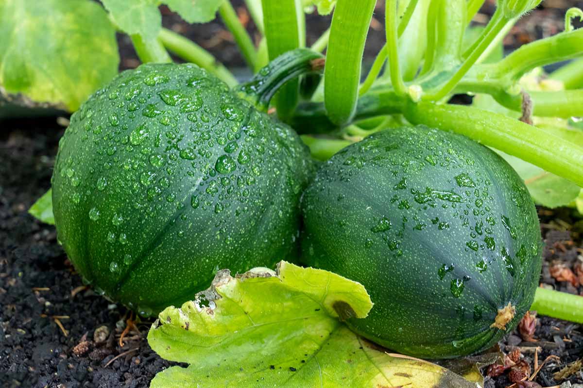 Courgette from Quinta do Sol
