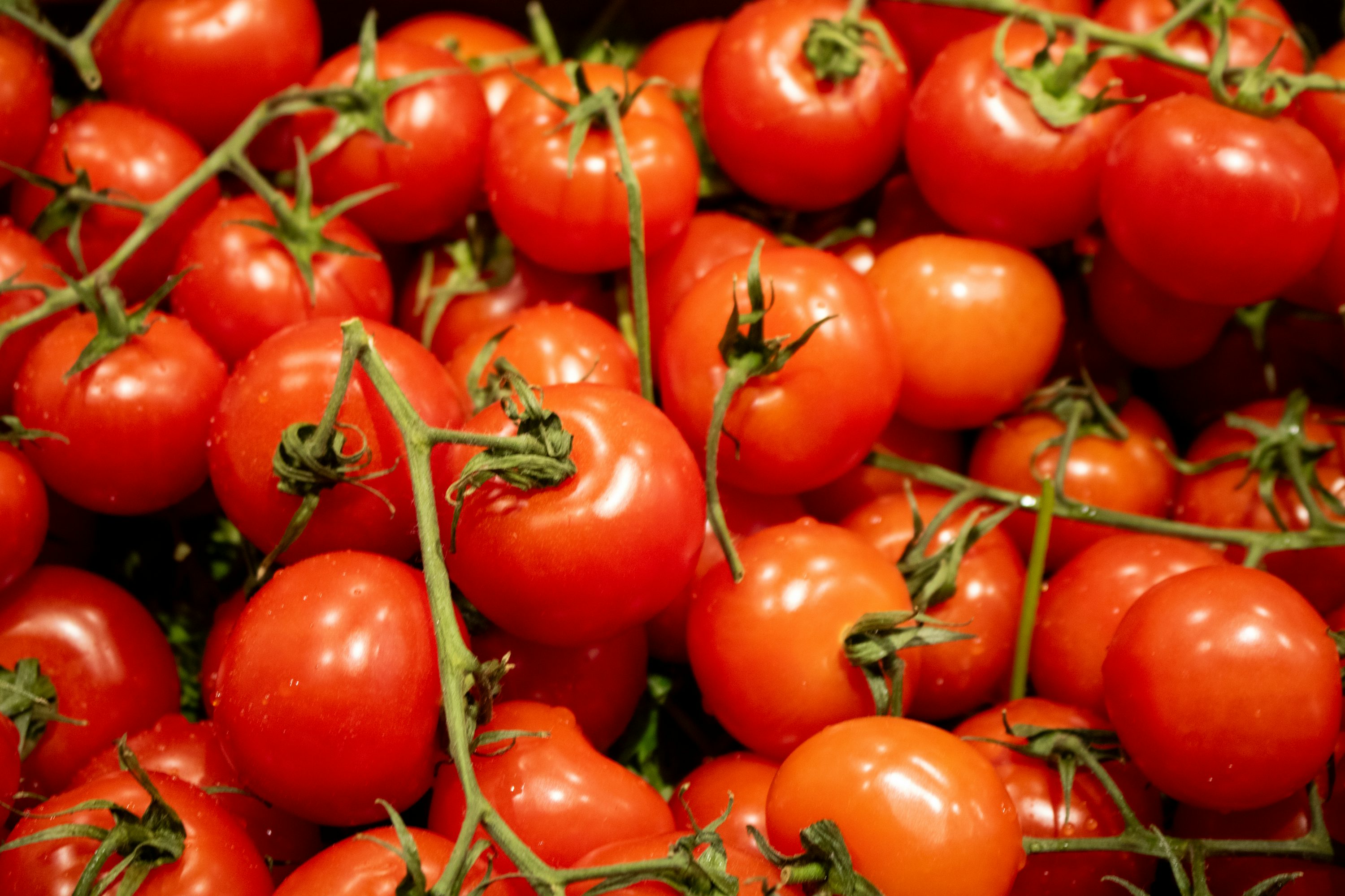 Tomate “rama” da beira from Quinta do Sol
